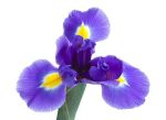 10. The Purple Iris