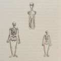 20. Roman Memento Mori Skeletons