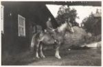 Fig.34 - CGT on horseback in Sweden in the 1930s.
