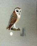 Fig.42 - CGT's painting of a Barn Owl from an unpublished book on which she was working at the time of her death.