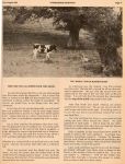 The Cow that jumped over the Moon