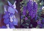 11. The Blue Larkspur