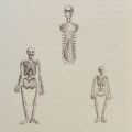20. Roman Memento Mori Skeletons 20. Roman Memento Mori Skeletons